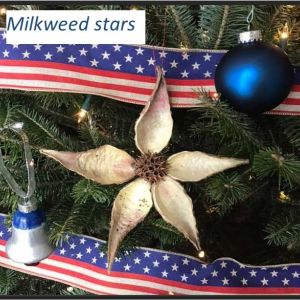 milkweed star