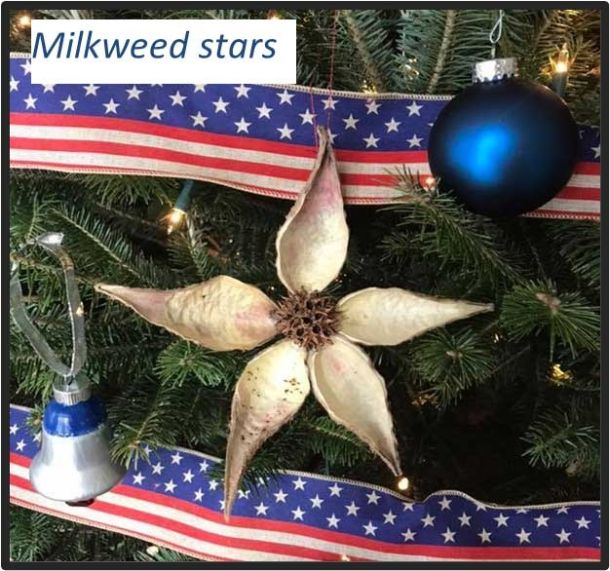 milkweed star